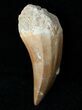 Fossil Mosasaurus Tooth #12443-1